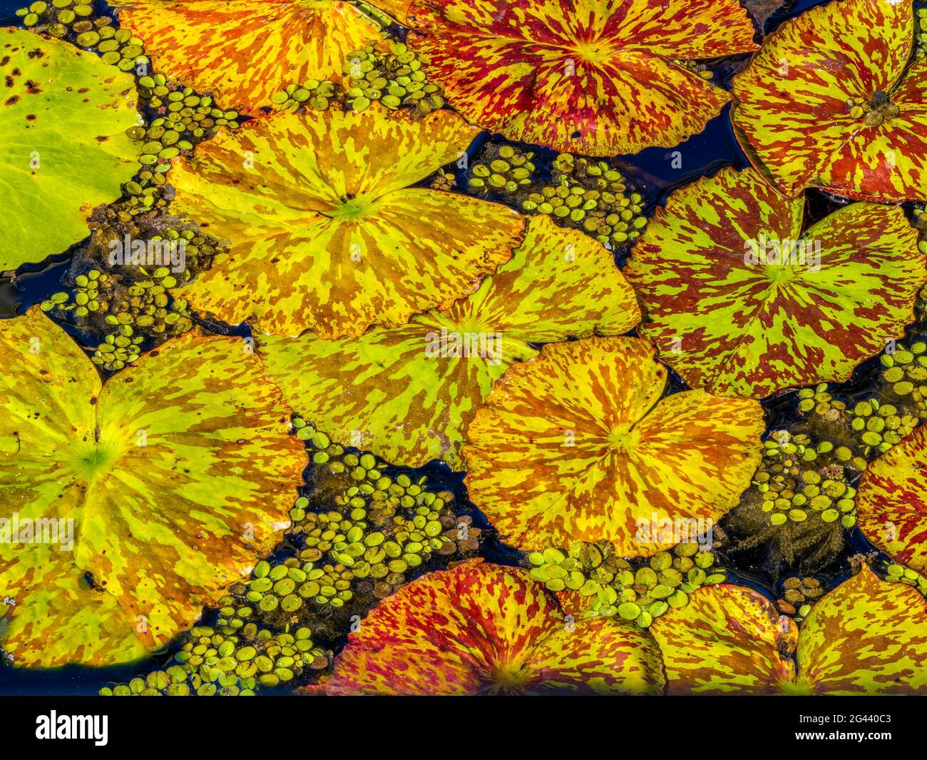Water lily pads floating on water in pond Stock Photo