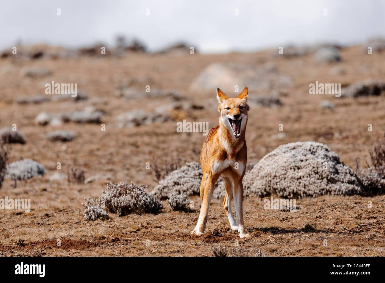 Hunting ethiopian wolf, Canis simensis, Ethiopia Stock Photo