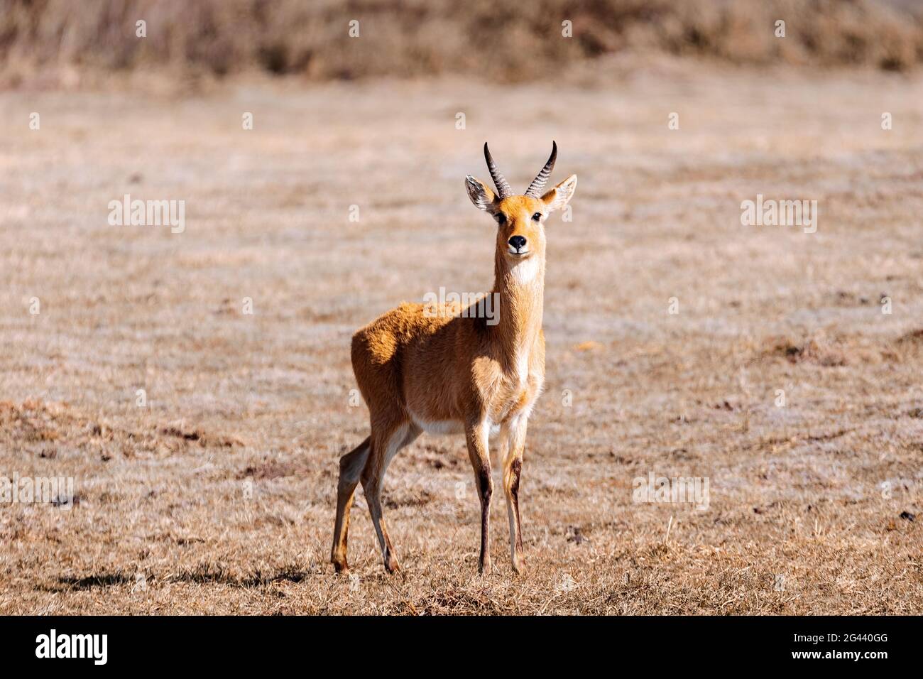 Antelope Bohor reedbuck, Bale mountain, Ethiopia Stock Photo