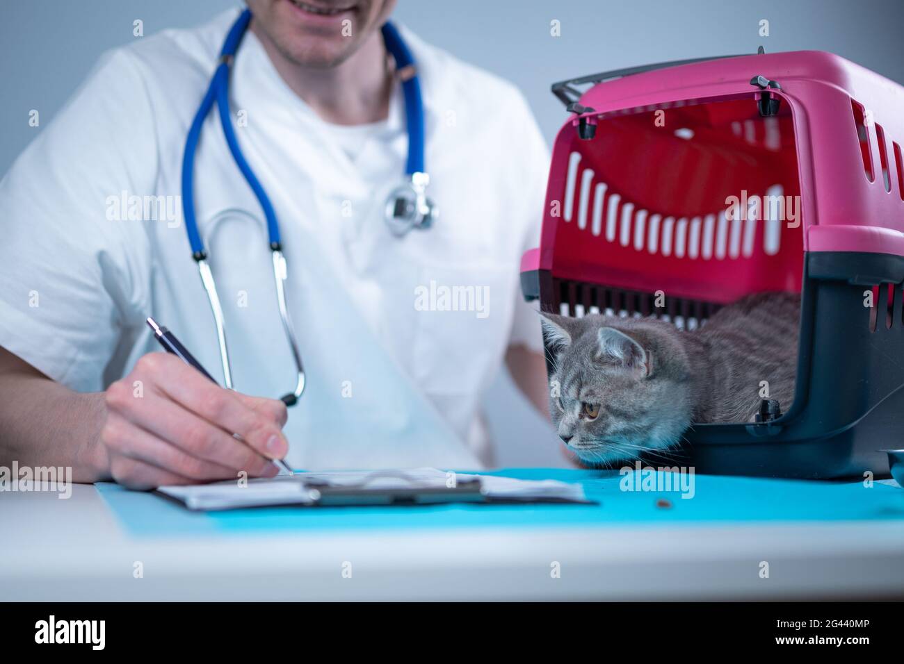 Male veterinarian takes notes on health check of gray Scottish Straight kitten in animal carrier on examination table in clinic. Stock Photo