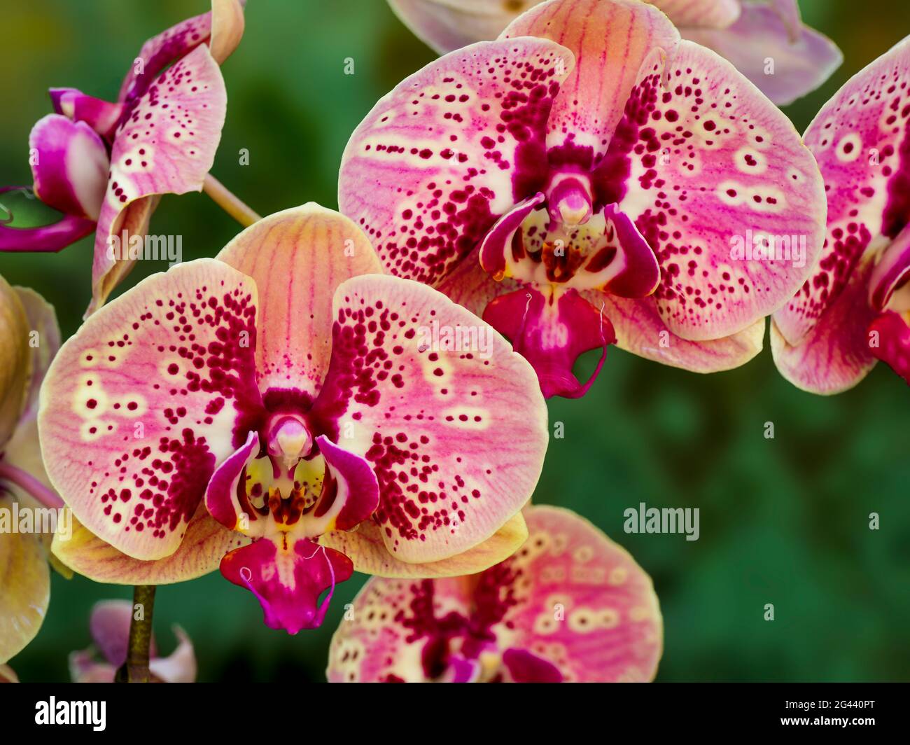 Pink orchids hi-res stock photography and images - Alamy