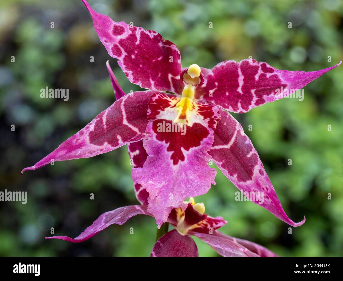 Close-up of pink orchid Stock Photo