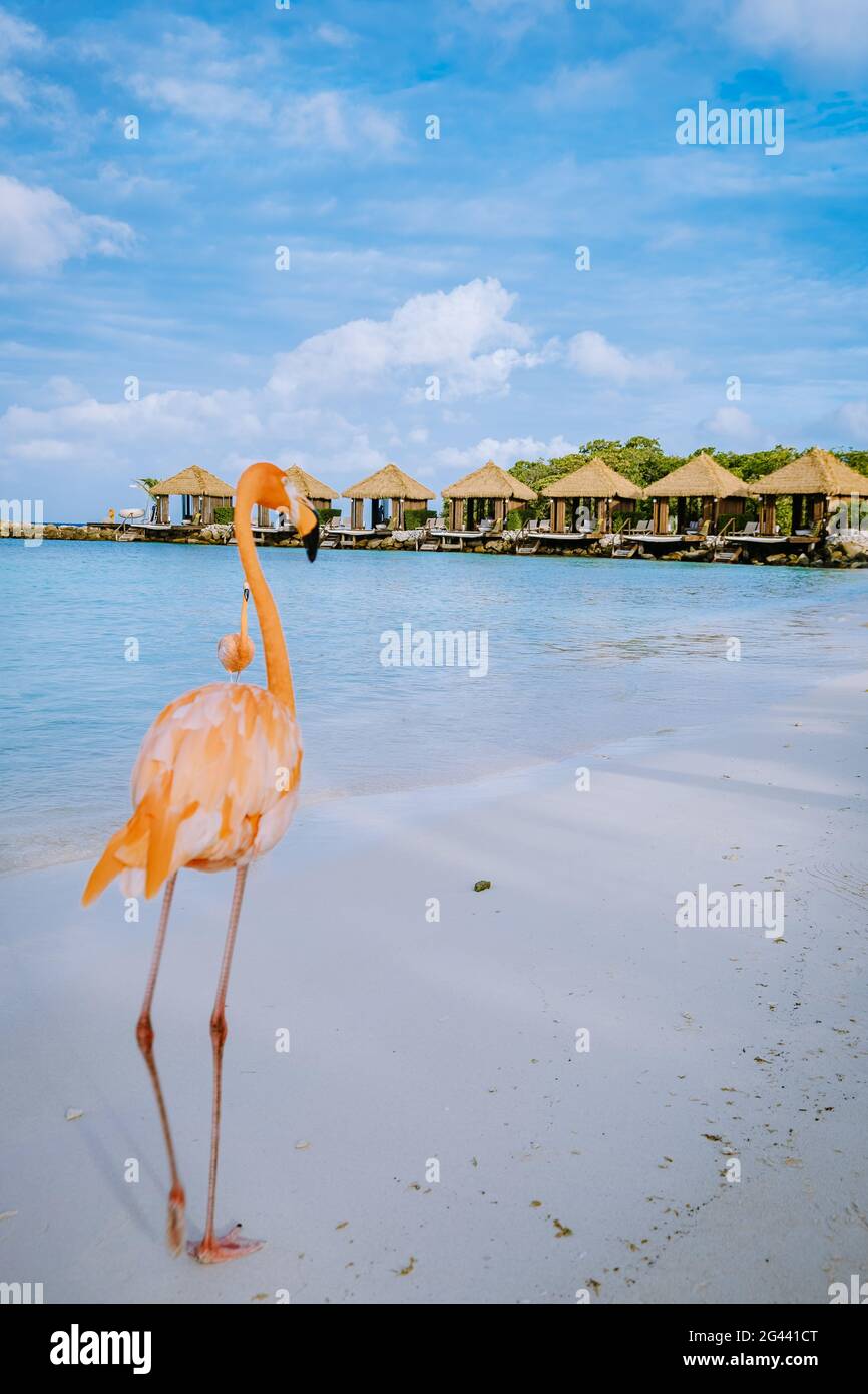 Aruba beach with pink flamingos at the beach, flamingo at the beach in ...