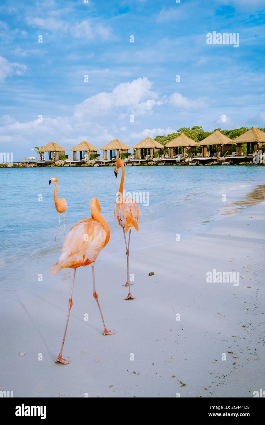 Aruba beach with pink flamingos at the beach, flamingo at the beach in ...