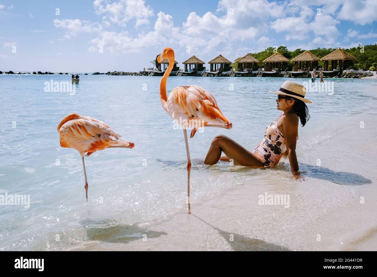 Aruba beach with pink flamingos at the beach, flamingo at the beach in Aruba Island Caribbean Stock Photo