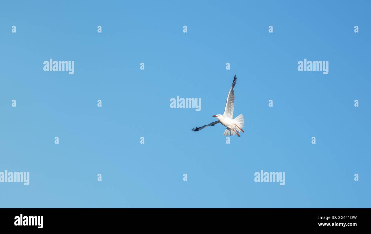 A seagull in the clear blue sky Stock Photo
