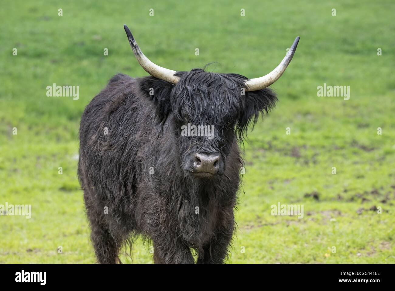 Black highland cow hi-res stock photography and images - Alamy