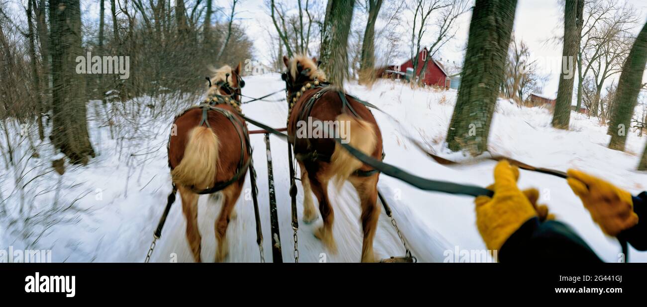 View from sleigh pulled by horses through snow, South Dakota, USA Stock Photo