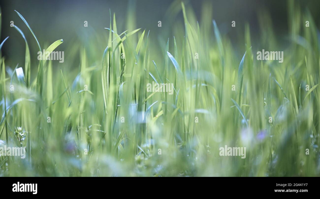 Lush green lawn park hi-res stock photography and images - Alamy