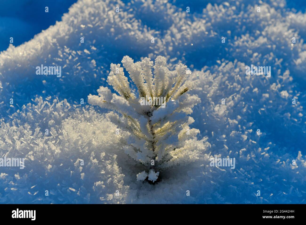 A tiny pine tree in winter full of hoarfrost and ice in the sunlight, Tallberg, Västerbottens Län, Sweden Stock Photo
