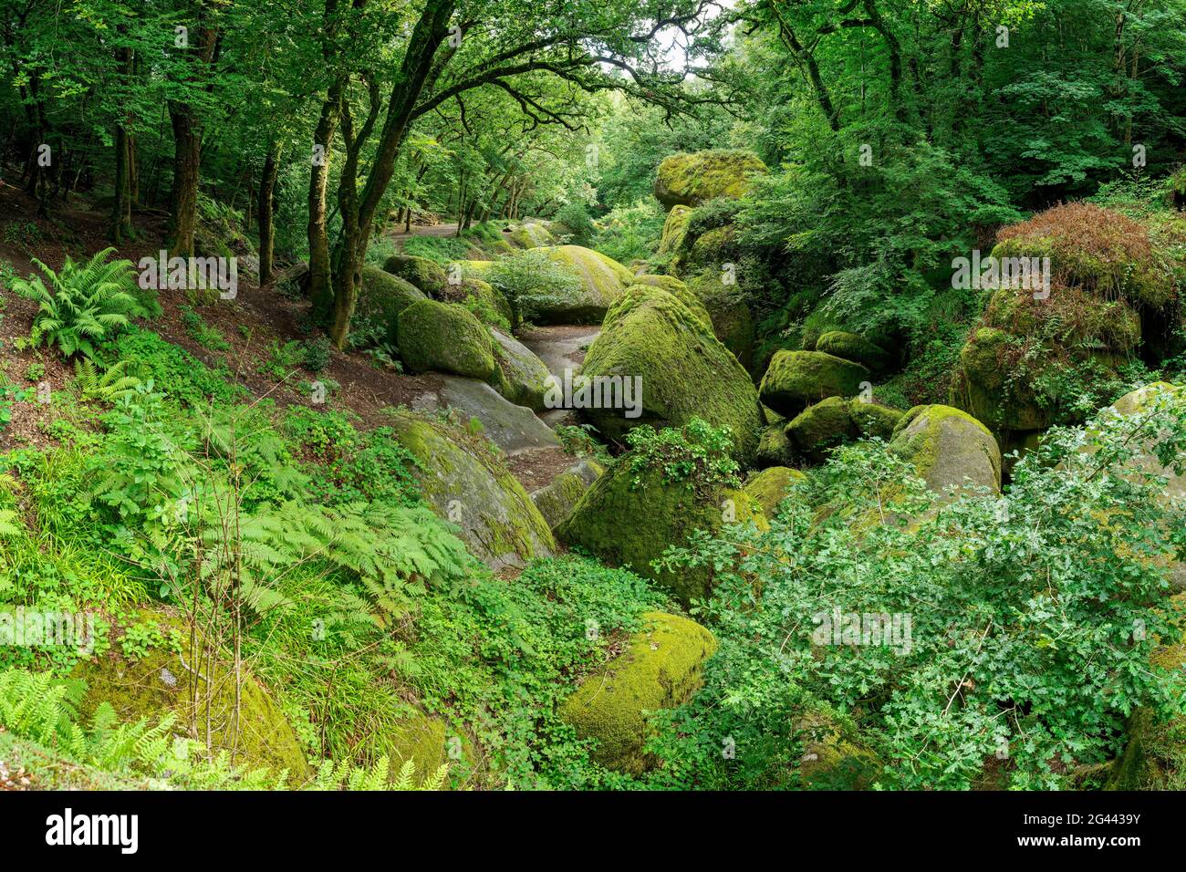 Landscape with moss-covered boulders, Huelgoat, Bretagne, France Stock Photo