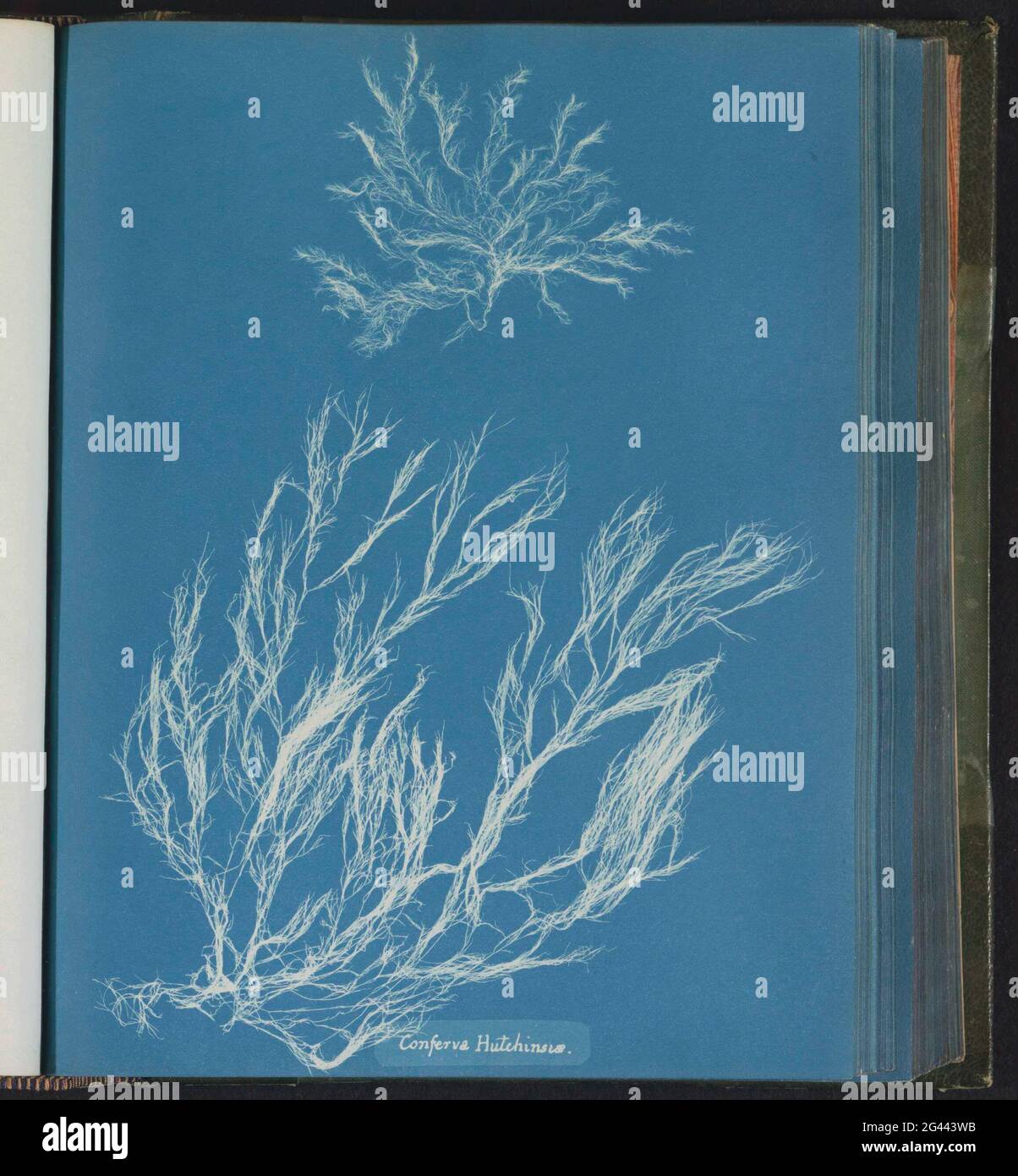 Conferva hutchinsus hi-res stock photography and images - Alamy