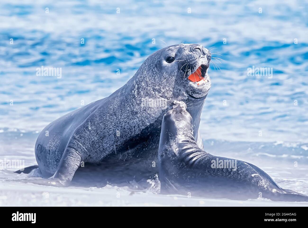 A male Southern Elephant seal (Mirounga leonina) fawning upon a female, Falkland Islands, South Atlantic, South America Stock Photo