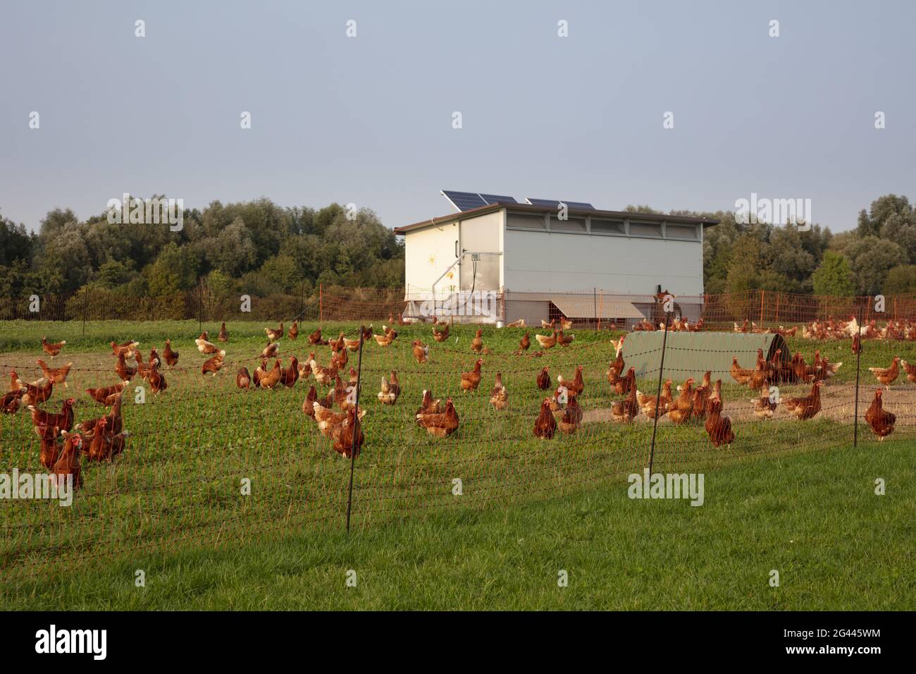 Free-range chicken and a hen house Stock Photo
