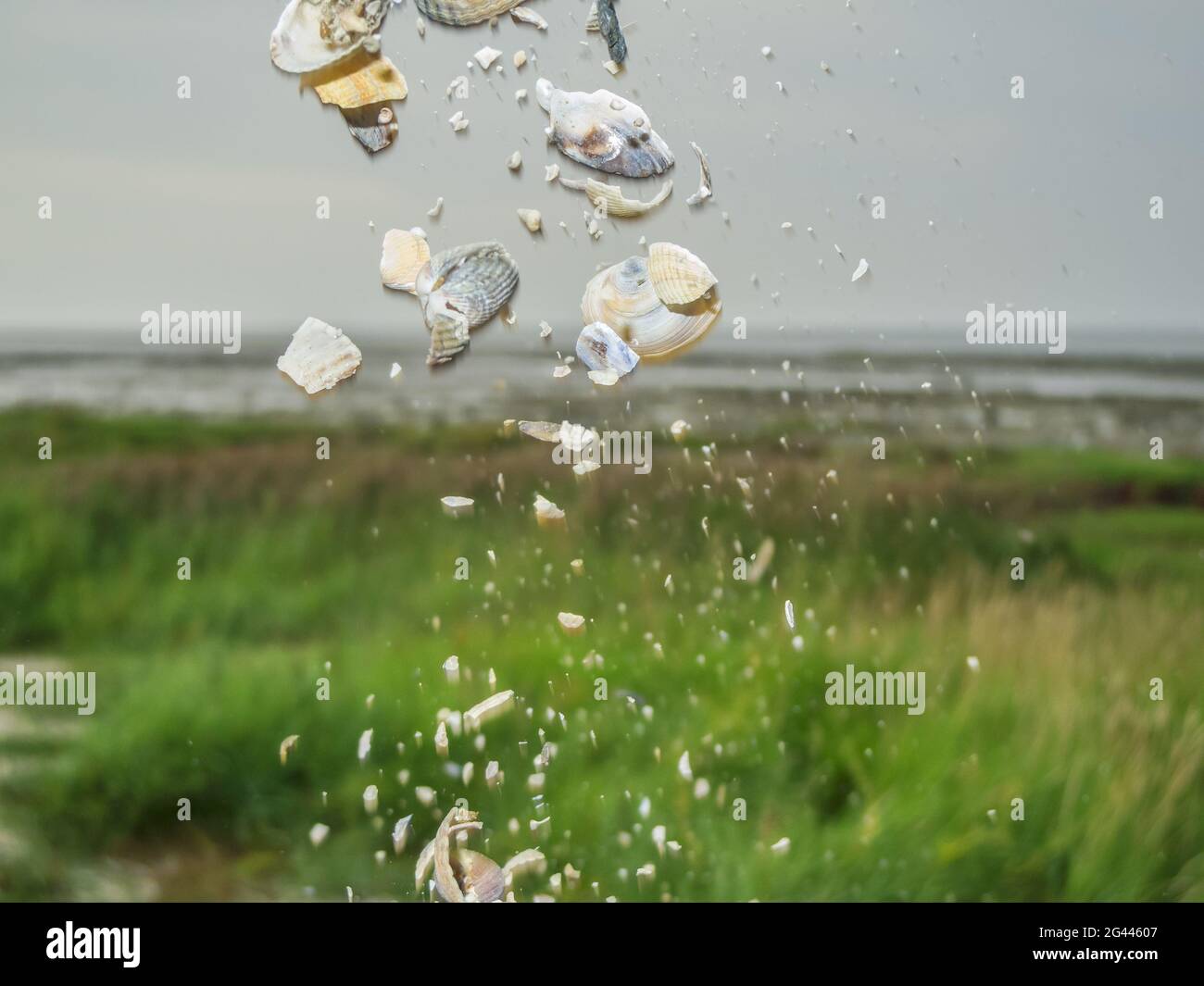 Falling clams in the salt marshes Stock Photo