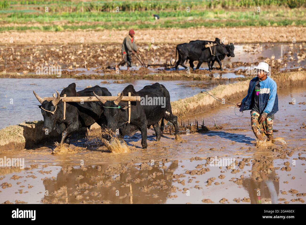 Farmer plows rice field with zebus west of Antananarivo, highlands, Madagascar, Africa Stock Photo