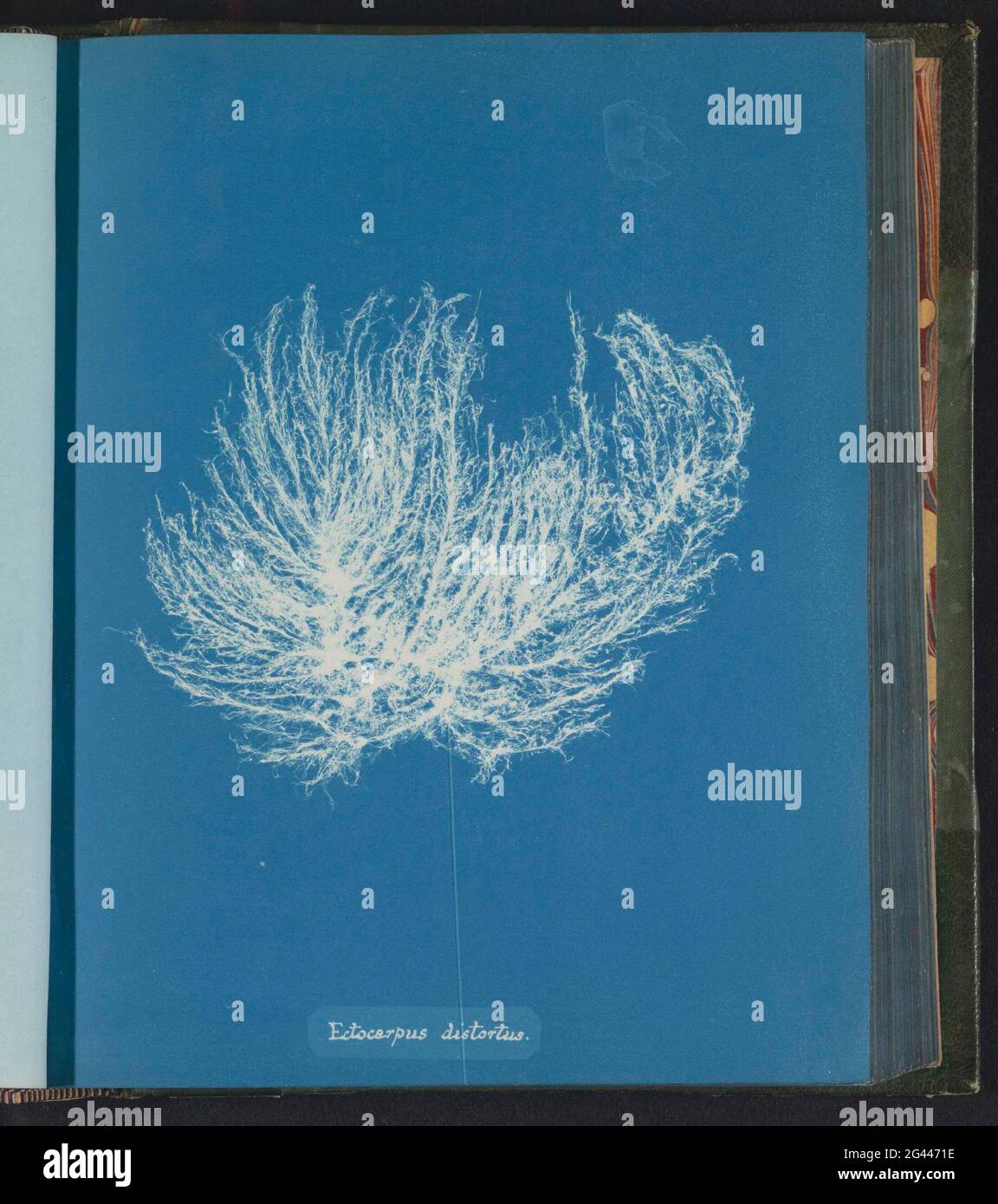 Ectocarpus distortion; Seaweed. . Stock Photo
