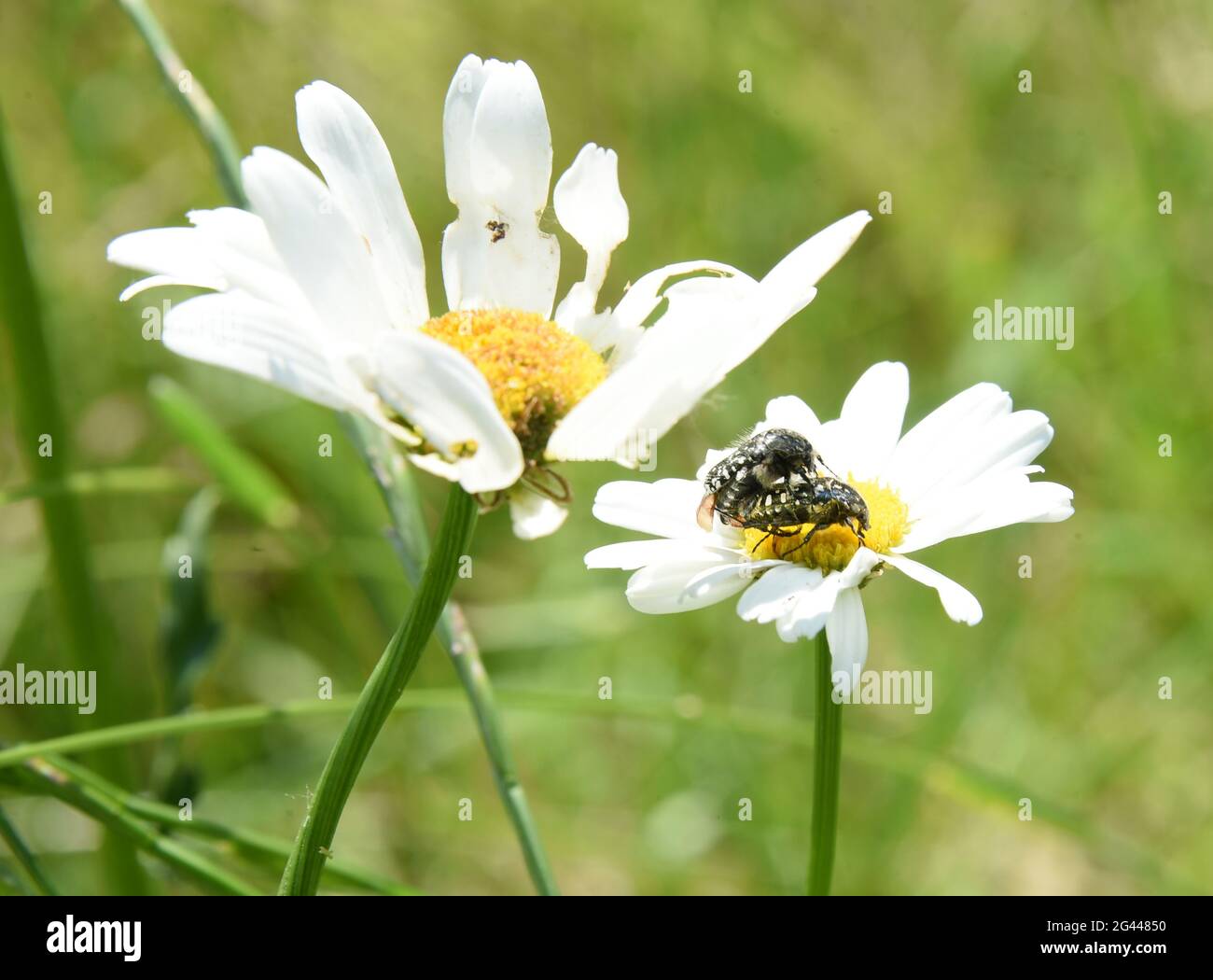 Hayna, Germany. 18th June, 2021. 18 June 2021, Saxony, Hayna: On a butterfly meadow created a year ago on the Biedermeier beach of Schladitzer See near Leipzig, weeping rosebugs sit on daisy blossoms. Within the framework of a state-wide participation campaign 'Puppenstuben gesucht - Blühende Wiesen für Schmetterlinge' (Puppet Houses Wanted - Flowering Meadows for Butterflies), meadow keepers throughout Saxony will be presenting their butterfly meadows this weekend, providing information and advice on proper care and exchanging experiences. In Saxony there are about 650 registered flowering me Stock Photo