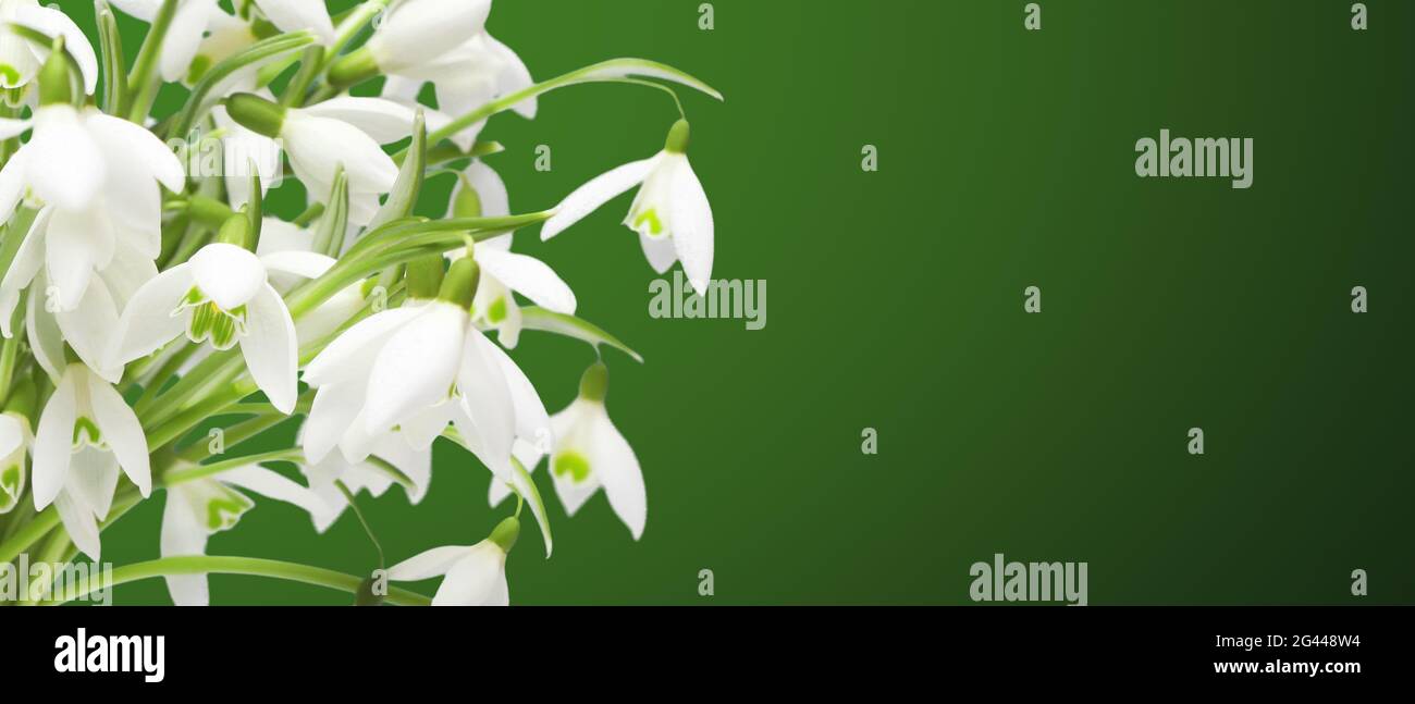 Lots of snowdrops in the first days of spring Stock Photo
