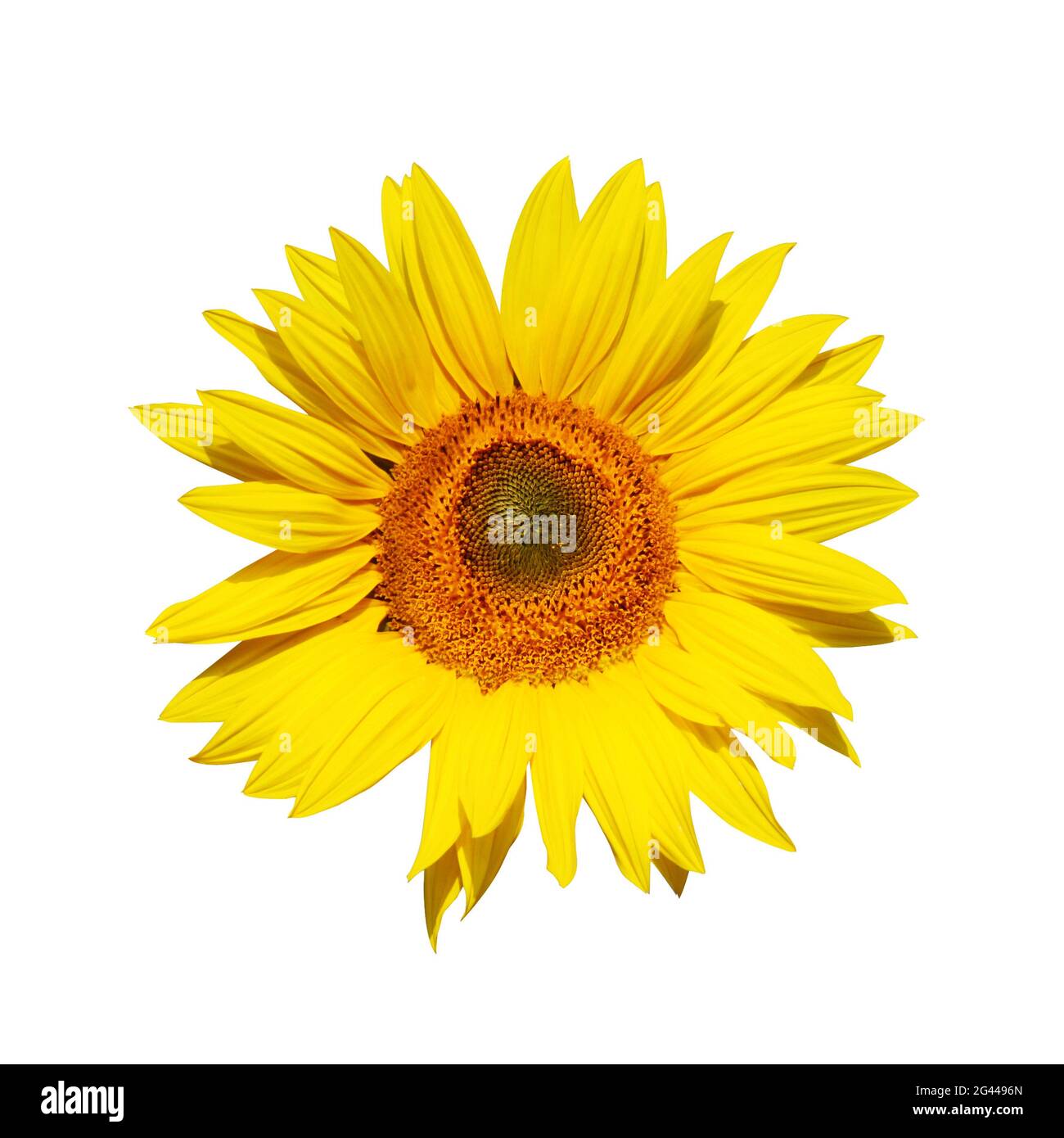 Flower of sunflower isolated on white background Stock Photo - Alamy