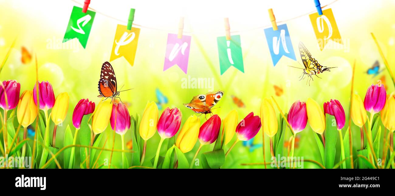 Beautiful tulips and butterflies. Spring nature background for web banner  Stock Photo - Alamy, image size:1300x647