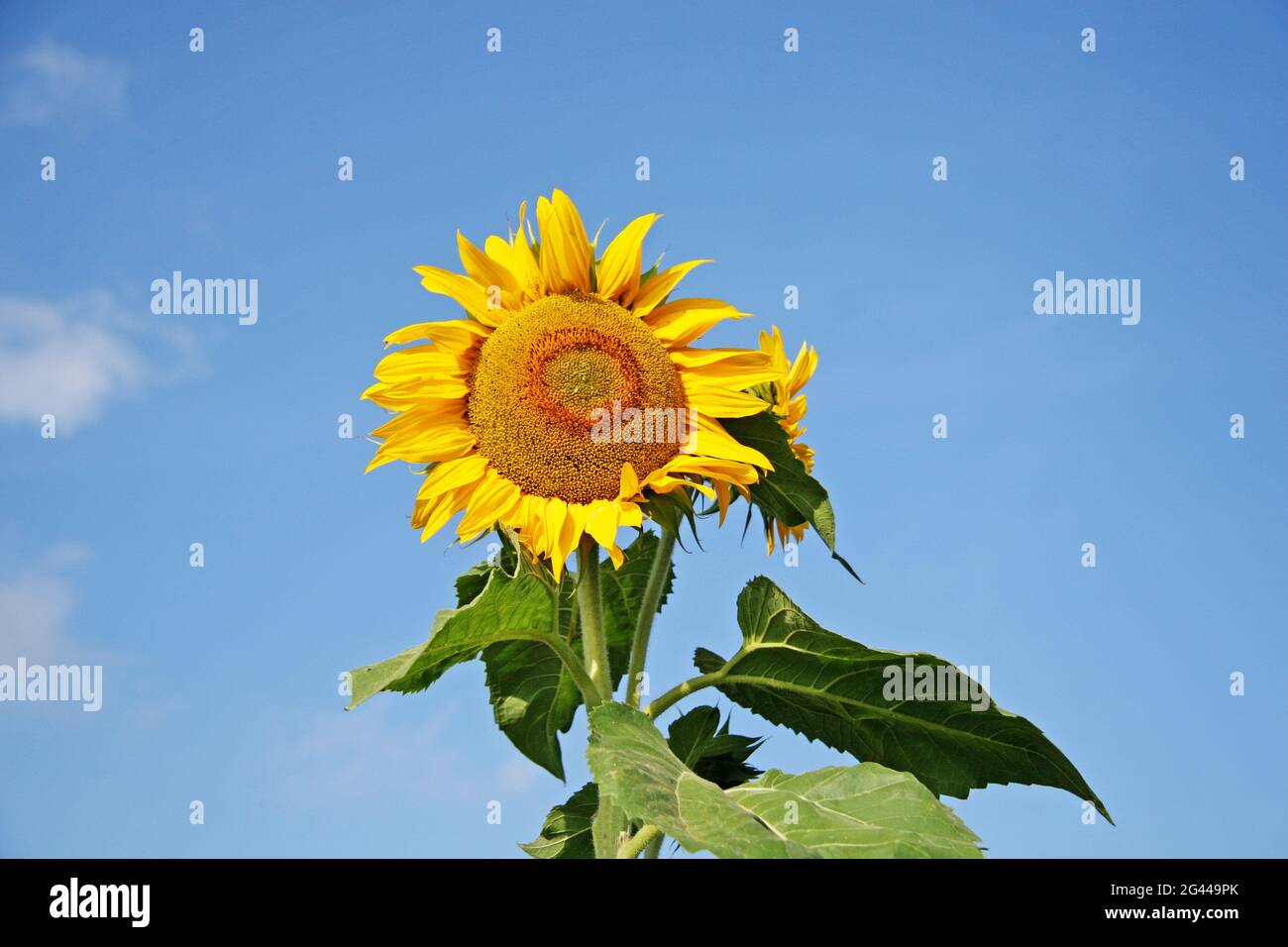Field of blooming sunflowers on a background blue sky Stock Photo - Alamy