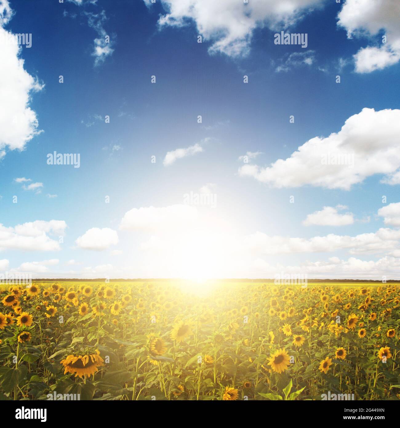 Field of blooming sunflowers on a background blue sky Stock Photo - Alamy
