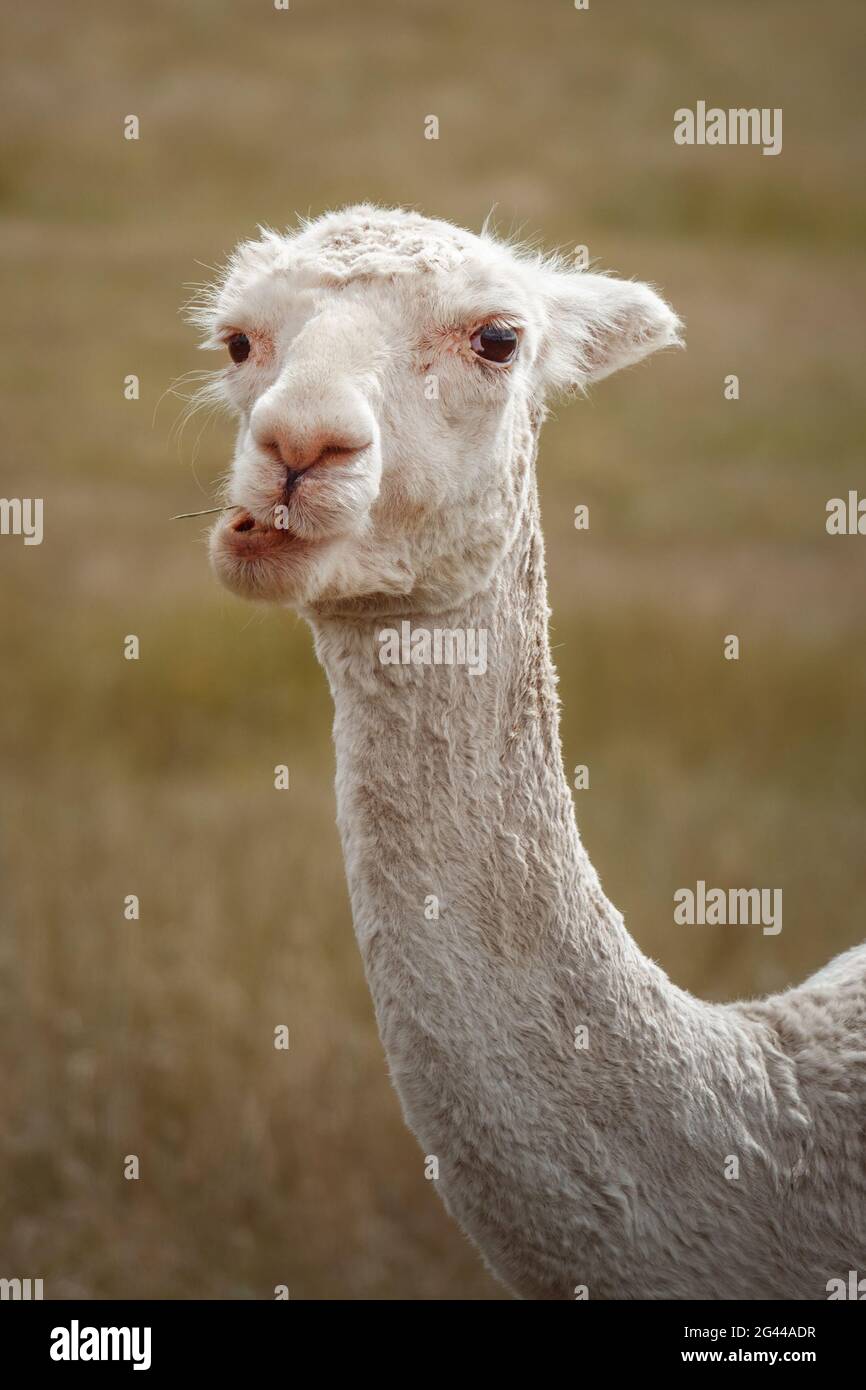 Sweet white alpaca animal Stock Photo