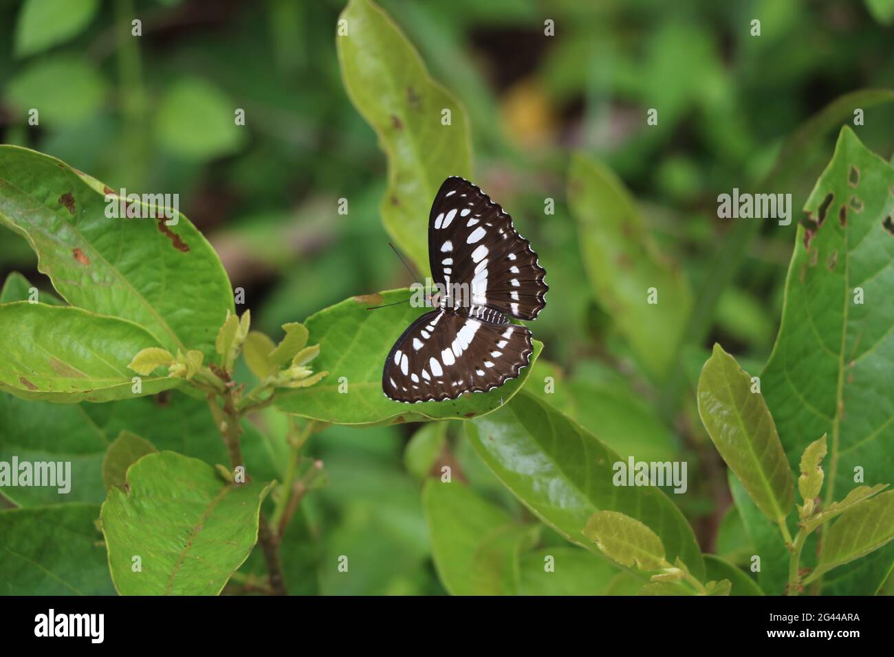 Common Sailor butterfly - Neptis hylas perched on a green leaf in wood in Laos Stock Photo