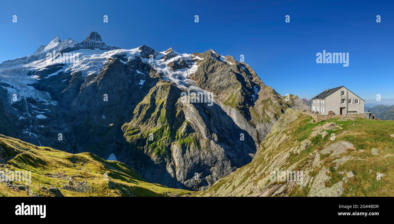 Panorama with Glecksteinhütte and Schreckhorn and Upper Grindelwald Glacier in the background, Glecksteinhütte, Bernese Oberland, UNESCO World Natural Stock Photo