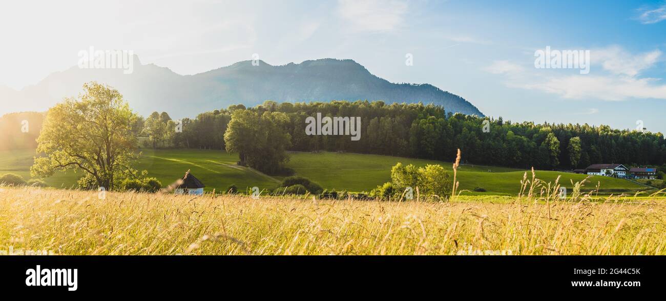 Scenic sundown: Golden meadow, hills and mountains Stock Photo - Alamy