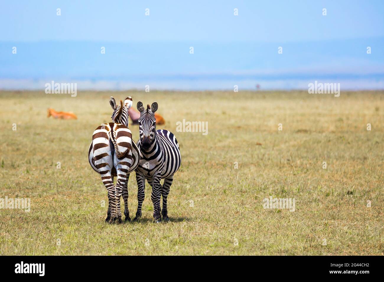 Charming symmetrical zebras graze together Stock Photo