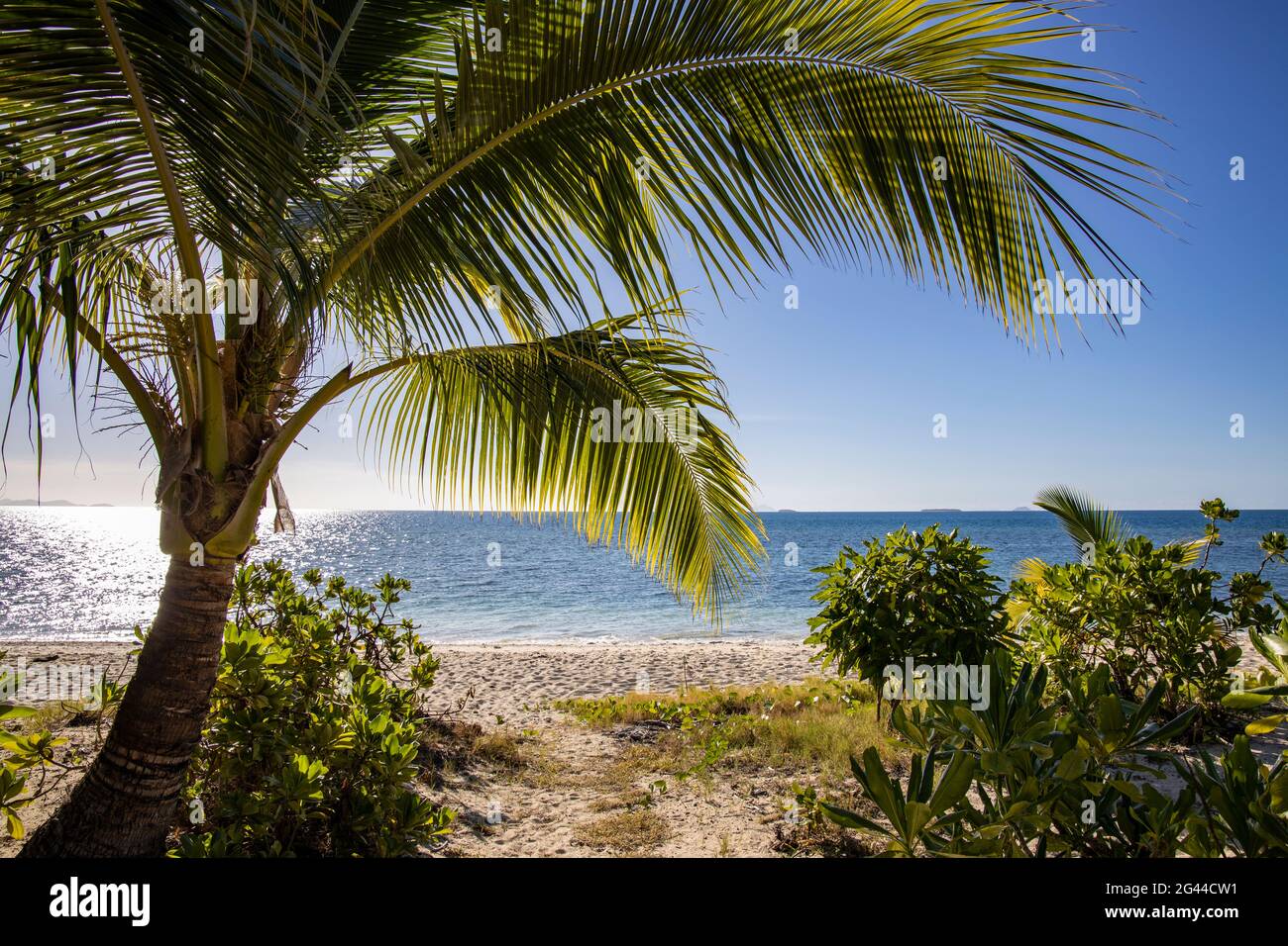 Coconut palm on the beach at Malamala Island Beach Club, Mala Mala Island, Mamanuca Group, Fiji Islands, South Pacific Stock Photo