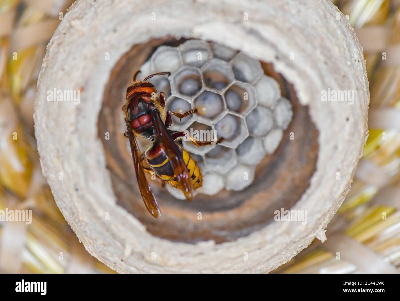 Brood comb hi-res stock photography and images - Alamy