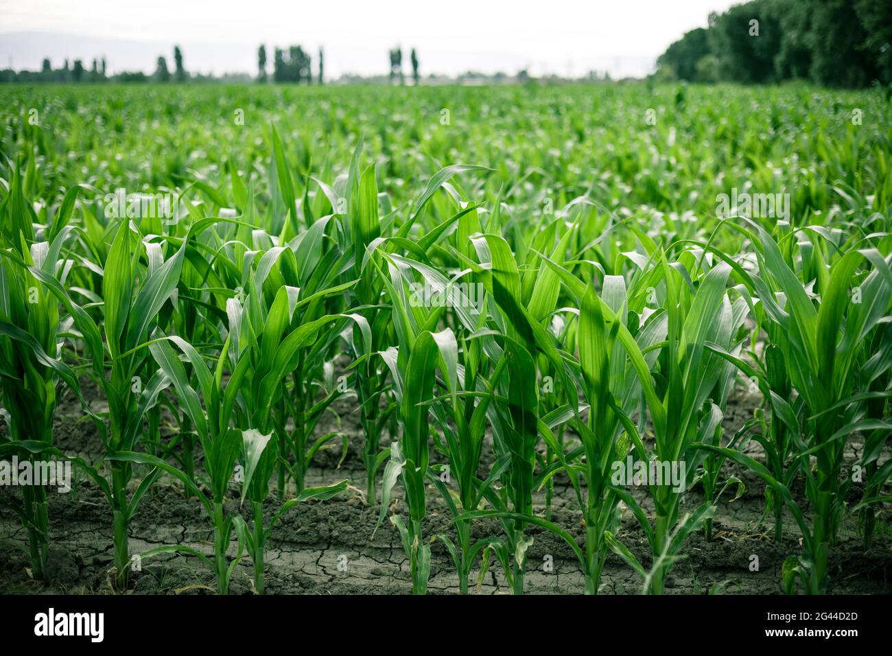 Young green corn on stalk in fields . Harvest concept Stock Photo
