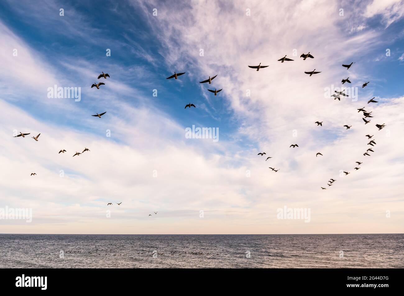 Wild geese in foramtionsflug at the Baltic Sea, Süssau, Ostholstein, Schleswig-Holstein, Germany Stock Photo