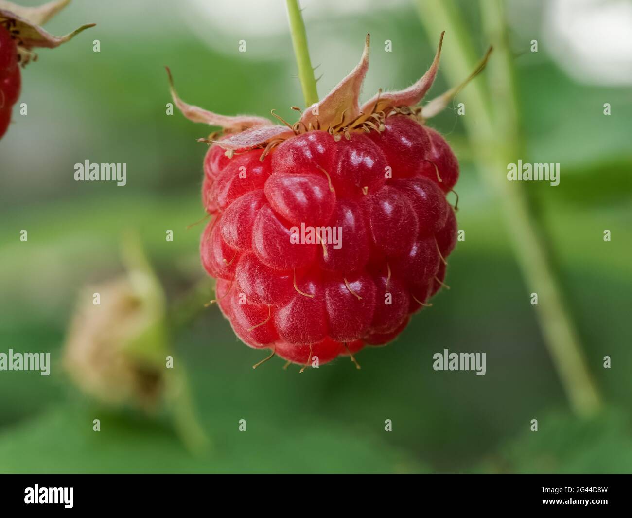 Collection of fruit branches hi-res stock photography and images - Alamy