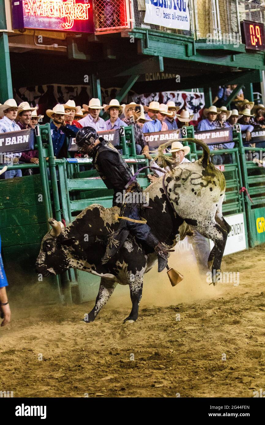 Reno, USA. 17th June, 2021. Clayton Sellars seen riding on Renegade by Big Stone Rodeo Inc. She won the PRCA 2021 Xtreme Bulls with a score of 90.5.The 102nd Reno Rodeo kicked off with the PRCA Xtreme Bulls event. Credit: SOPA Images Limited/Alamy Live News Stock Photo