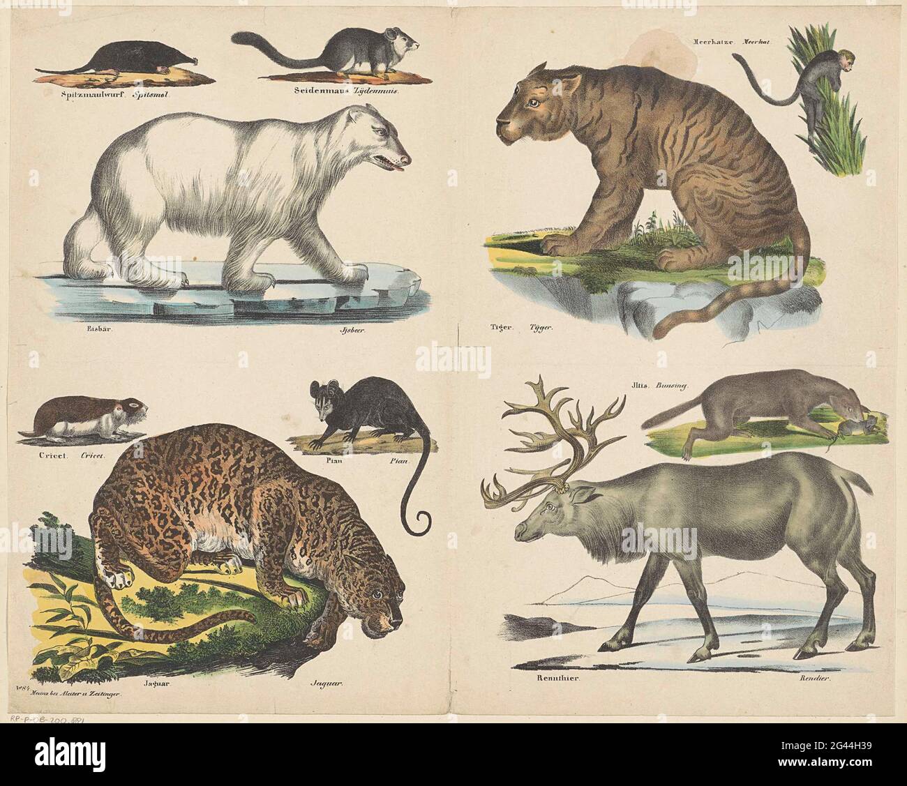 Animals. Leaf with 10 performances of animals, including a polar bear, a  tiger, a polecase and a Jaguar. Under every disclose the name of the animal  in German and in Dutch. Numbered