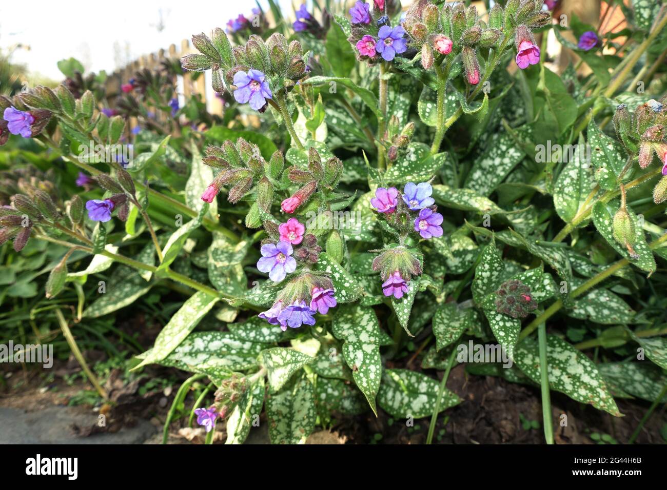 Spotted lungwort (Pulmonaria officinalis) Stock Photo