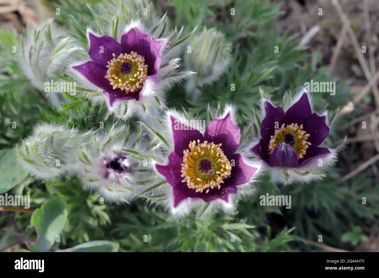 Pasque flower (Pulsatilla vulgaris), flowering plant in spring Stock Photo