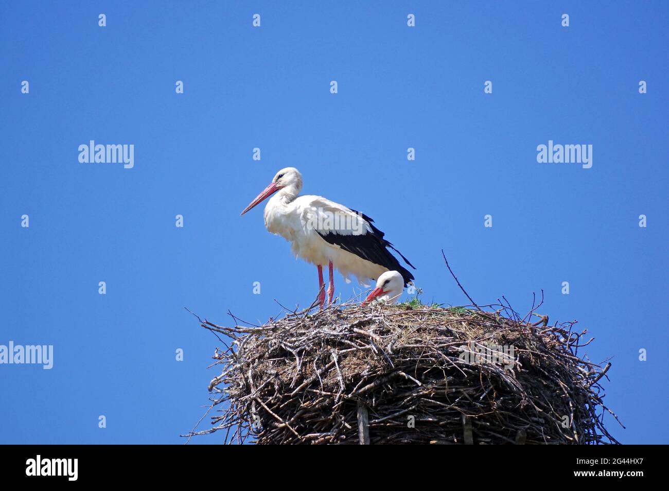 Rattle stork south of Hitzacker Stock Photo