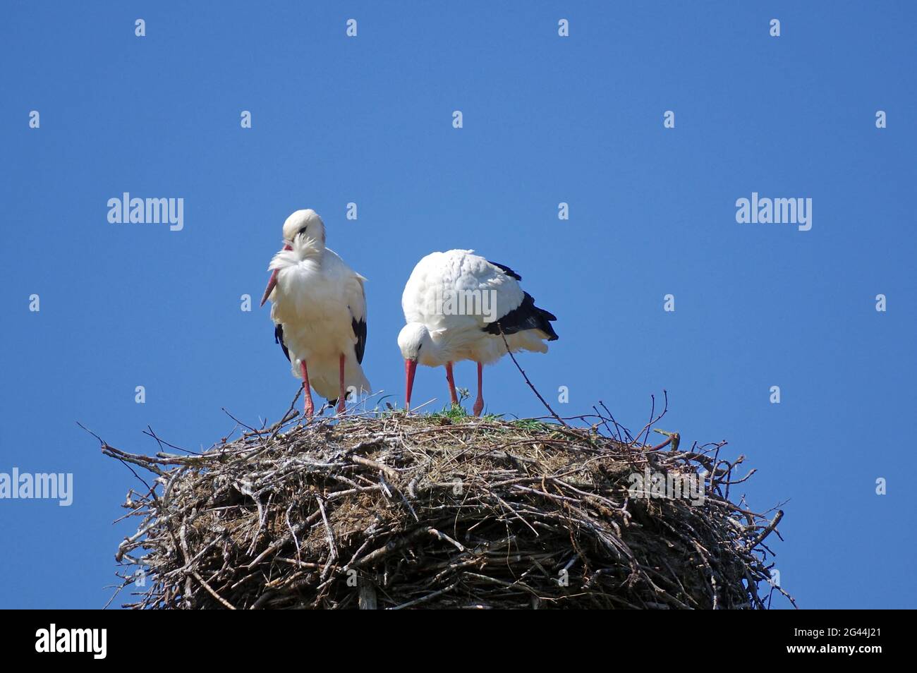 Stork along the river Elbe Stock Photo