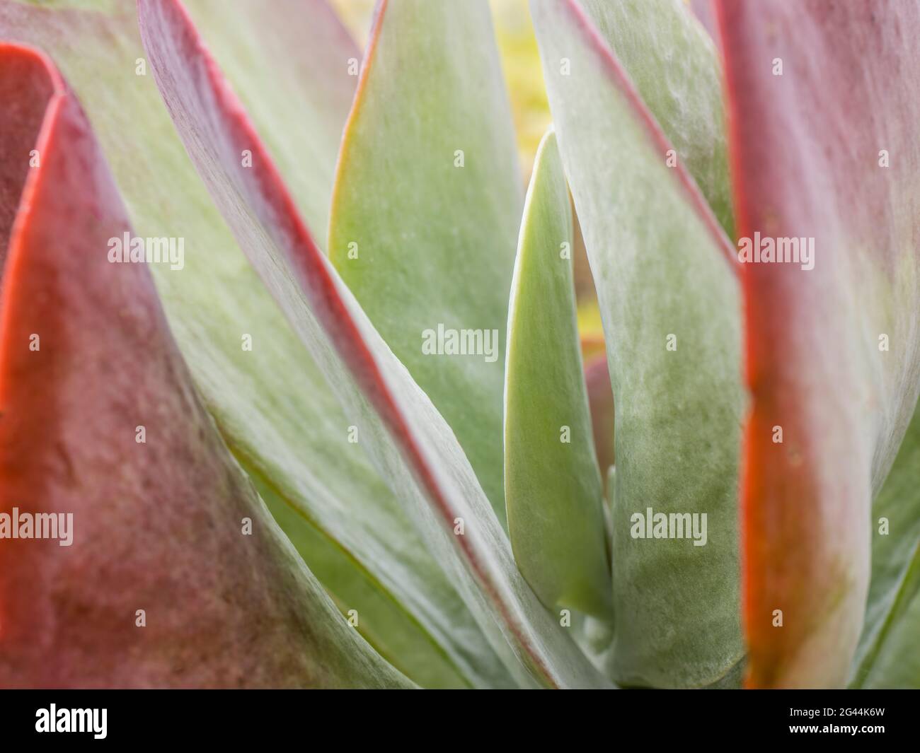 Close-up of succulent plant Stock Photo
