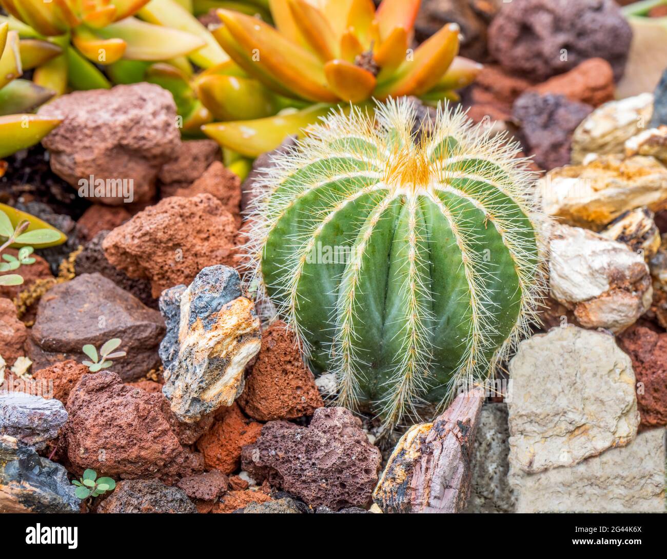 Close-up of cactus and succulents in garden Stock Photo