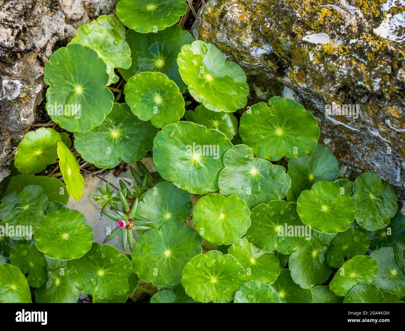 Plant in between the rocks hires stock photography and images Alamy