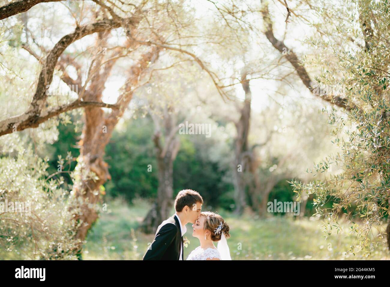 The bride and groom stand embracing in the olive grove, the groom ...