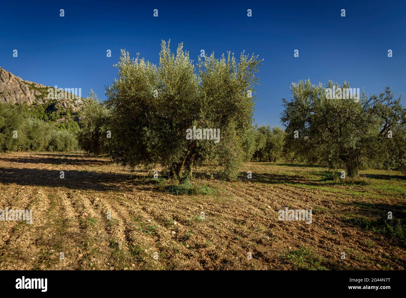 Olive groves near Vinya Nova, between Collbató and el Bruc, on the southern slope of Montserrat (Barcelona, Catalonia, Spain) Stock Photo