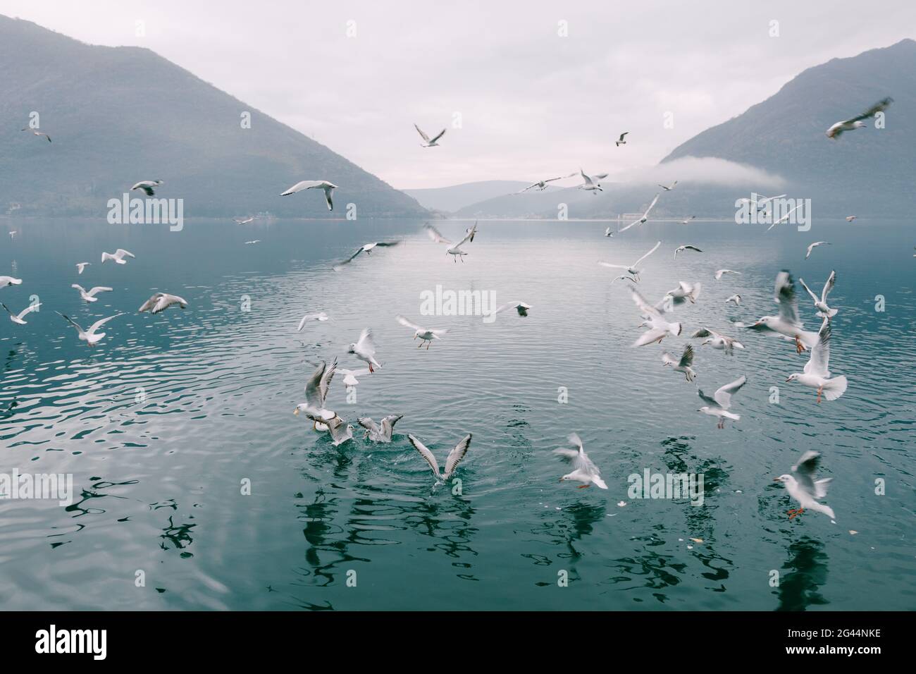 Flock of seagulls circling above the water Stock Photo