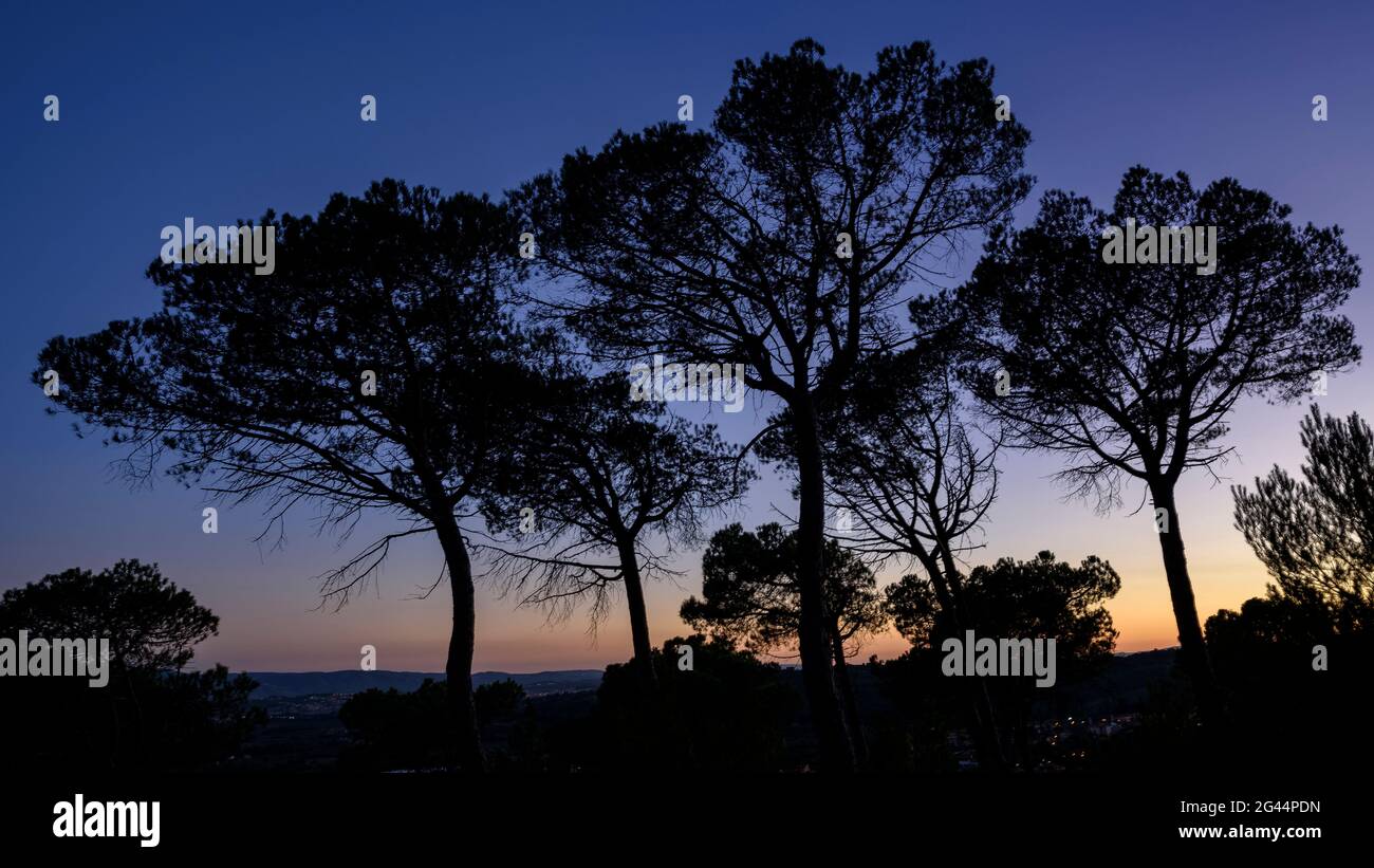 Pine trees next to the town of Collbató at twilight and dusk (Baix Llobregat, Barcelona, Catalonia, Spain) ESP: Pinos al lado del pueblo de Collbató Stock Photo